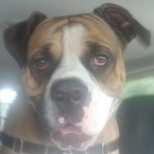 Meet your Posher, Lyle